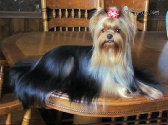 ZVEZDA AL'BIONA DZHESSIKA LITTL MISS &mdash; Labaza DogPedigree YorkshireTerrier